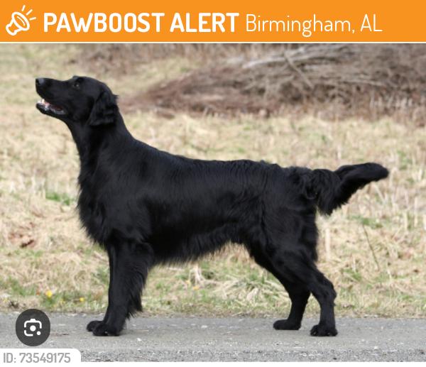 Found/Stray Unknown Dog last seen Colonnade Parkway and Cahaba River Road, Birmingham, AL 35243