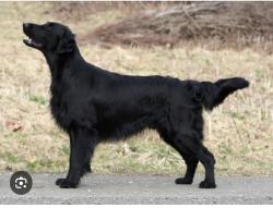 Found/Stray Unknown Dog last seen Colonnade Parkway and Cahaba River Road, Birmingham, AL 35243