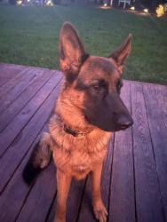 Lost Female Dog last seen Ocran and Squires, Lancaster County, VA 22578