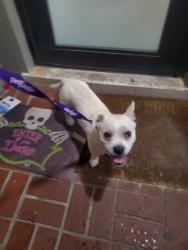 Found/Stray Male Dog last seen 56ave and fillmore st, Hollywood, FL 33021