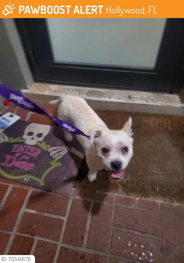 Found/Stray Male Dog last seen 56ave and fillmore st, Hollywood, FL 33021