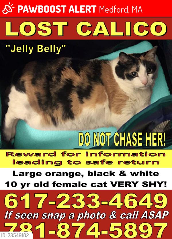 Lost Female Cat last seen 2nd street, 3rd street, 4th street, Medford, MA 02155