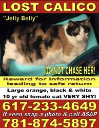 Lost Female Cat last seen 2nd street, 3rd street, 4th street, Medford, MA 02155
