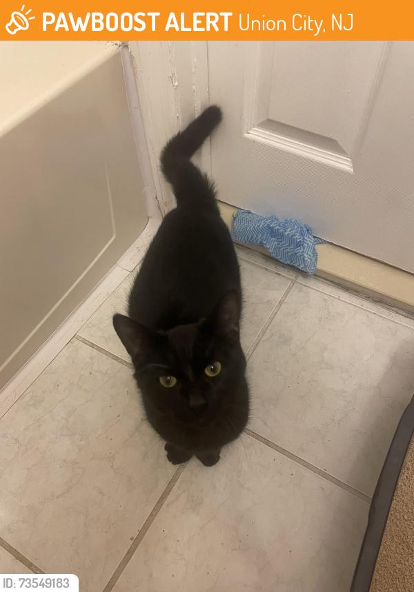 Found/Stray Female Cat last seen Off of Hudson Ave and 31st street Union city, Union City, NJ 07086