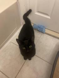 Found/Stray Female Cat last seen Off of Hudson Ave and 31st street Union city, Union City, NJ 07086