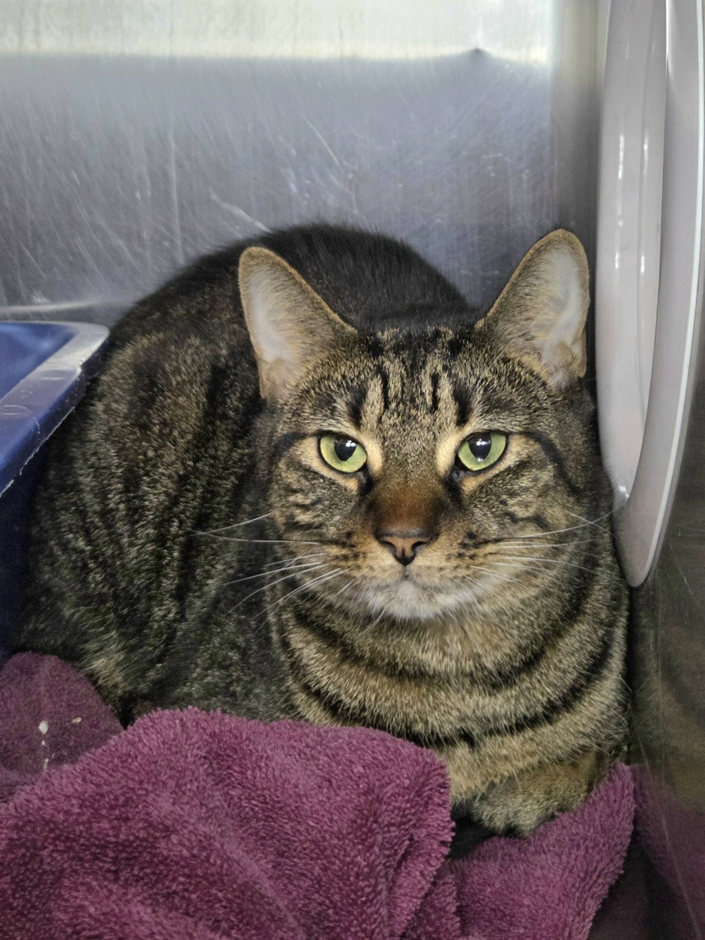 Shelter Stray Male Cat last seen Near Evening Star Drive, PASADENA, MD, 21122, 411 Maxwell Frye Rd, Millersville, MD 21108, USA