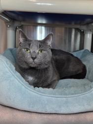 Shelter Stray Male Cat last seen Near Garden Road, PASADENA, MD, 21122, 411 Maxwell Frye Rd, Millersville, MD 21108, USA