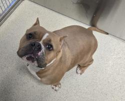 Shelter Stray Female Dog last seen Near Vinewood Street, AUBURN HILLS, MI, 48326, 1200 N Telegraph Building 42E, Pontiac, MI 48340, USA