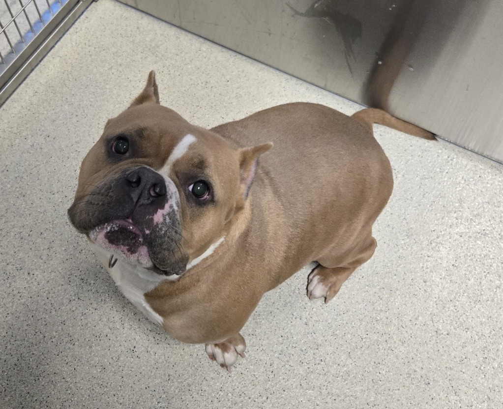 Shelter Stray Female Dog last seen Near Vinewood Street, AUBURN HILLS, MI, 48326, 1200 N Telegraph Building 42E, Pontiac, MI 48340, USA