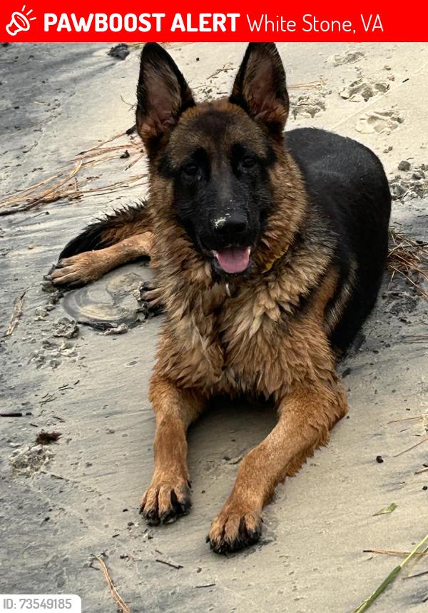 Lost Female Dog last seen Ocran Road & Bald Eagle, White Stone, VA 22578