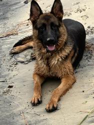 Lost Female Dog last seen Ocran Road & Bald Eagle, White Stone, VA 22578