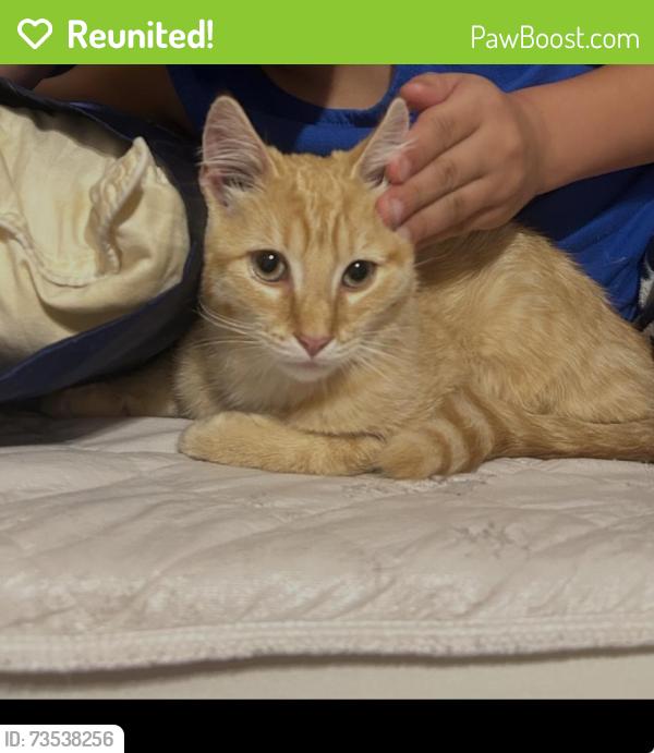Reunited Female Cat last seen Virginia ave, Hermitage, PA 16148