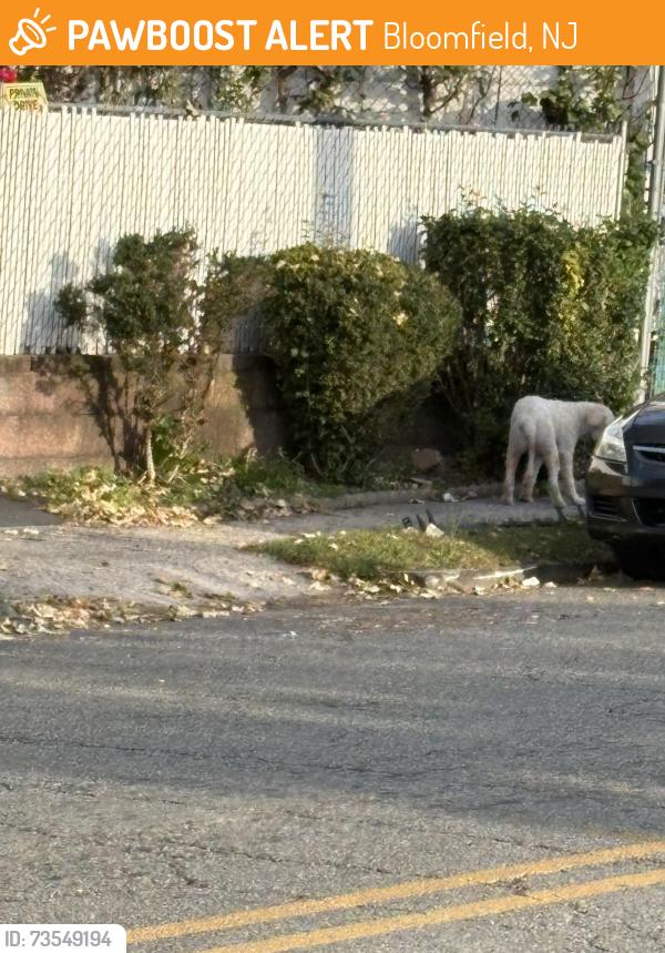 Found/Stray Unknown Dog last seen Nearby Address: 260 Grove St, Bloomfield, NJ 07003, Bloomfield, NJ 07003