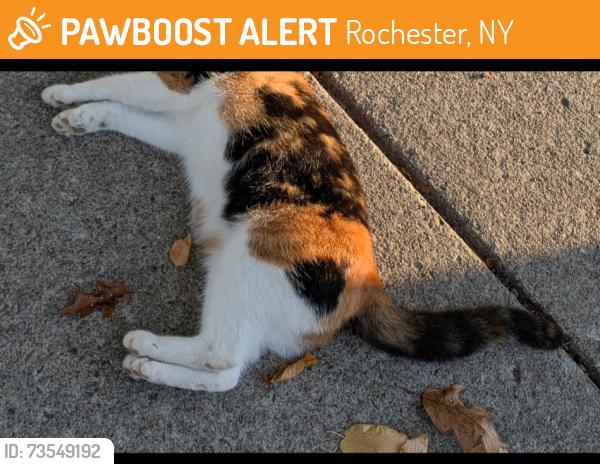 Found/Stray Unknown Cat last seen Barnard Exempt park, Rochester, NY 14616