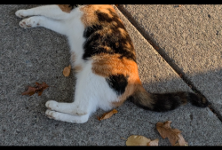 Found/Stray Unknown Cat last seen Barnard Exempt park, Rochester, NY 14616