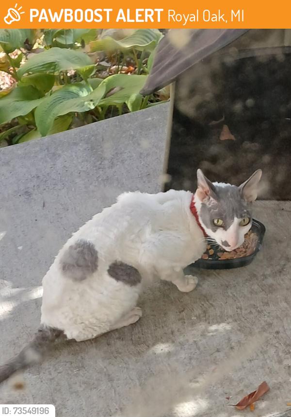 Found/Stray Unknown Cat last seen Between farnum and university, Royal Oak, MI 48067