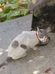 Found/Stray Unknown Cat last seen Between farnum and university, Royal Oak, MI 48067