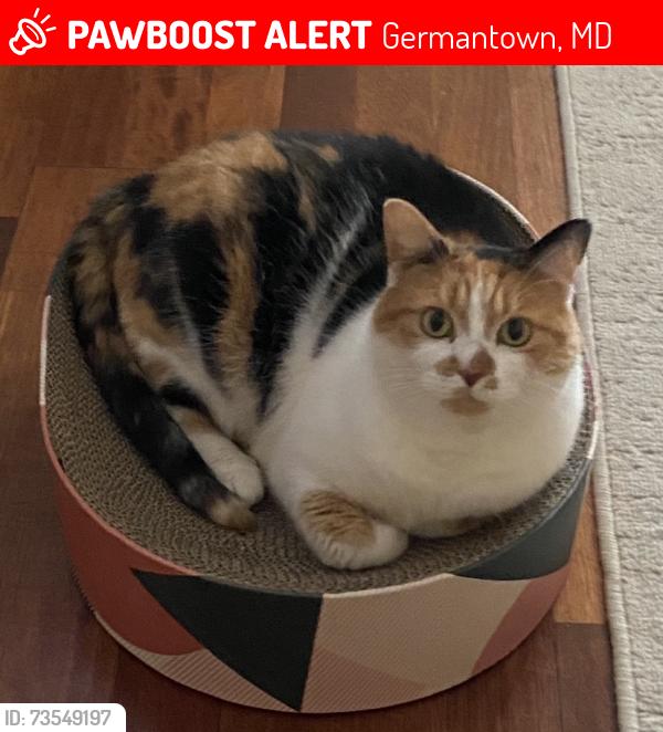 Lost Female Cat last seen Clipper’s Mill Central Park, Germantown, MD 20874