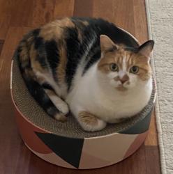 Lost Female Cat last seen Clipper’s Mill Central Park, Germantown, MD 20874