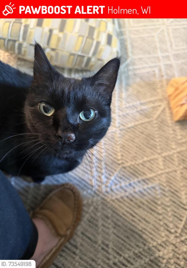 Lost Female Cat last seen Norse, Holmen, WI 54636