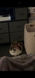 Reunited Female Cat last seen Near 1st St, Medford, MA 02155, USA, Medford, MA 02155