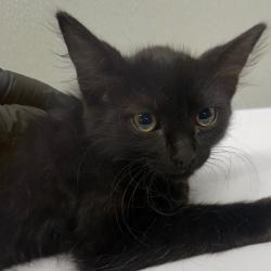 Shelter Stray Female Cat last seen , 3607 N Armenia Ave, Tampa, FL 33607, USA