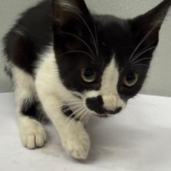 Shelter Stray Female Cat last seen , 3607 N Armenia Ave, Tampa, FL 33607, USA