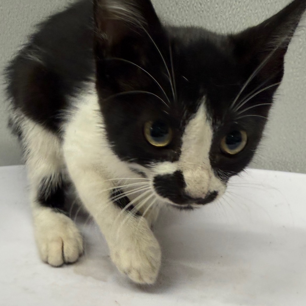 Shelter Stray Female Cat last seen , 3607 N Armenia Ave, Tampa, FL 33607, USA