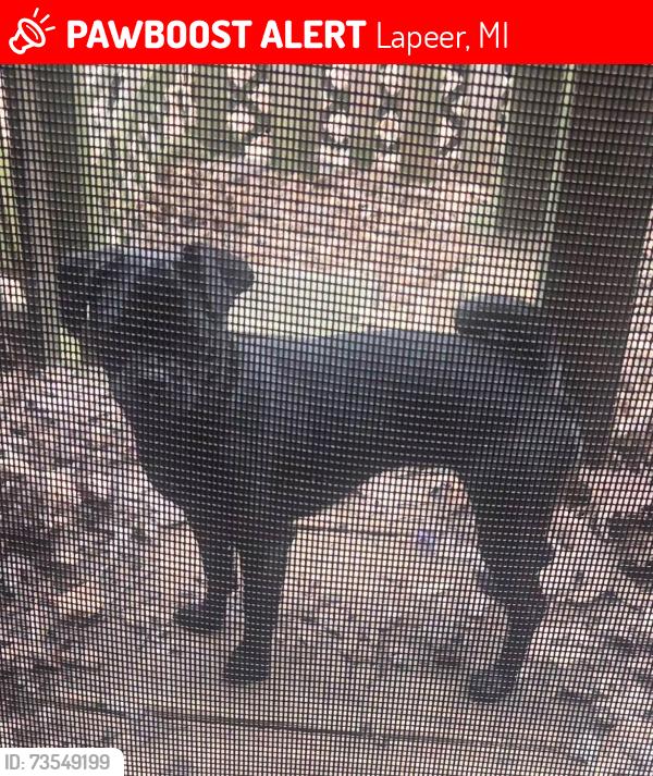 Lost Female Dog last seen Pines Assisted Living at 1442 Suncrest Dr. Lapeer, Mi, Lapeer, MI 48446