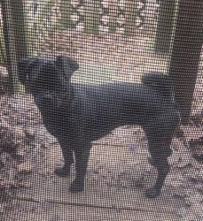 Lost Female Dog last seen Pines Assisted Living at 1442 Suncrest Dr. Lapeer, Mi, Lapeer, MI 48446