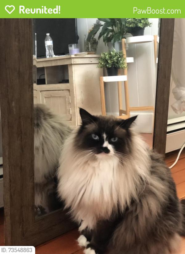 Reunited Male Cat last seen Nashua Street, Providence, RI 02904