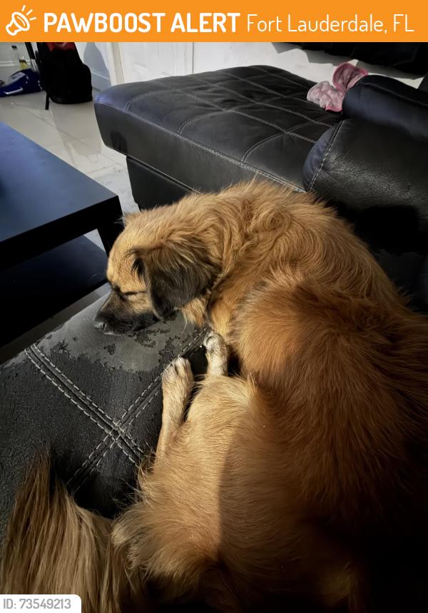 Found/Stray Male Dog last seen Near, Fort Lauderdale, FL 33317