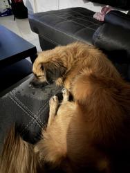 Found/Stray Male Dog last seen Near, Fort Lauderdale, FL 33317