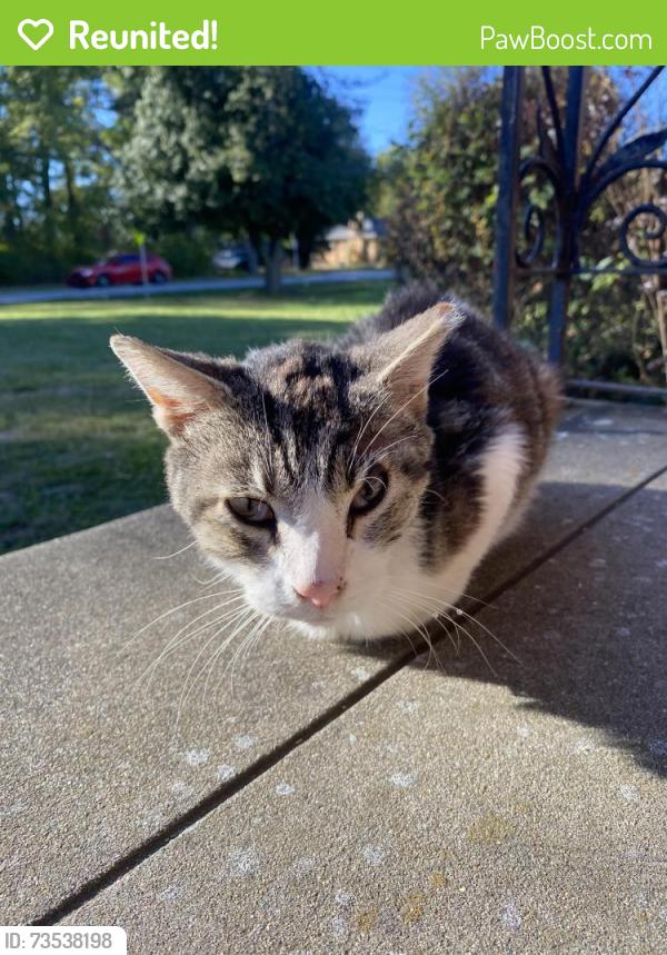 Reunited Unknown Cat last seen Highview park, Louisville, KY 40228