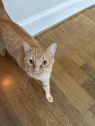 Found/Stray Female Cat last seen Arbor Road and West Kent Road, Winston-Salem, NC 27104