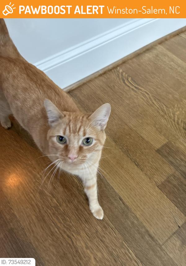 Found/Stray Female Cat last seen Arbor Road and West Kent Road, Winston-Salem, NC 27104