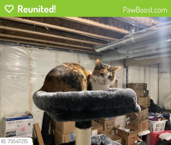 Reunited Female Cat last seen Airdrie, Southwinds, AB T4B 2Z8