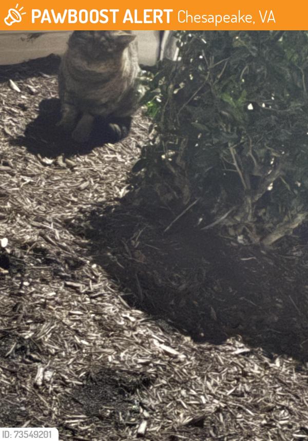 Found/Stray Unknown Cat last seen Dominion Pines apmts, Chesapeake, VA 23320