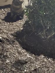 Found/Stray Unknown Cat last seen Dominion Pines apmts, Chesapeake, VA 23320