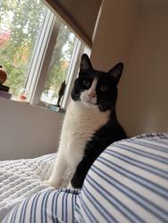 Lost Male Cat last seen Middle Country Road, Ridge, NY 11961