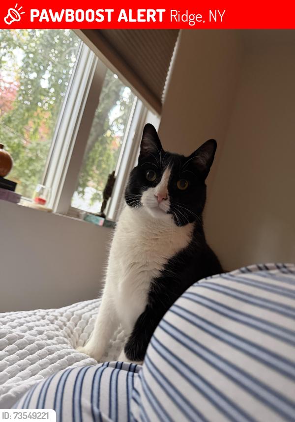 Lost Male Cat last seen Middle Country Road, Ridge, NY 11961
