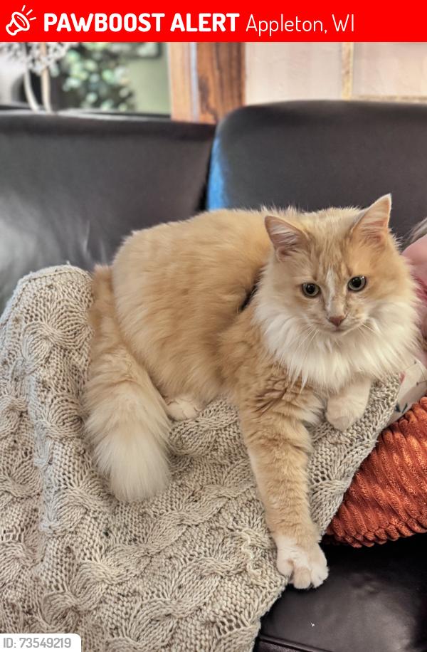 Lost Female Cat last seen Pacific Street, Appleton, WI 54911