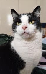 Lost Female Cat last seen ME16 0AT, Kent, England ME16 0AT