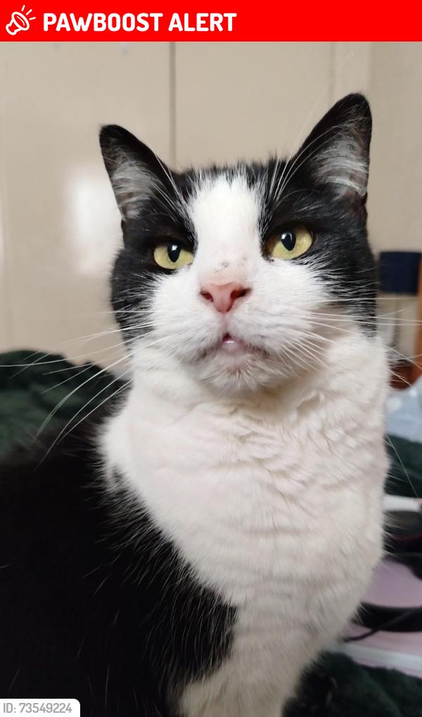Lost Female Cat last seen ME16 0AT, Kent, England ME16 0AT