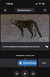 Found/Stray Unknown Cat last seen Palmetto park road, Boca Raton, FL 33486