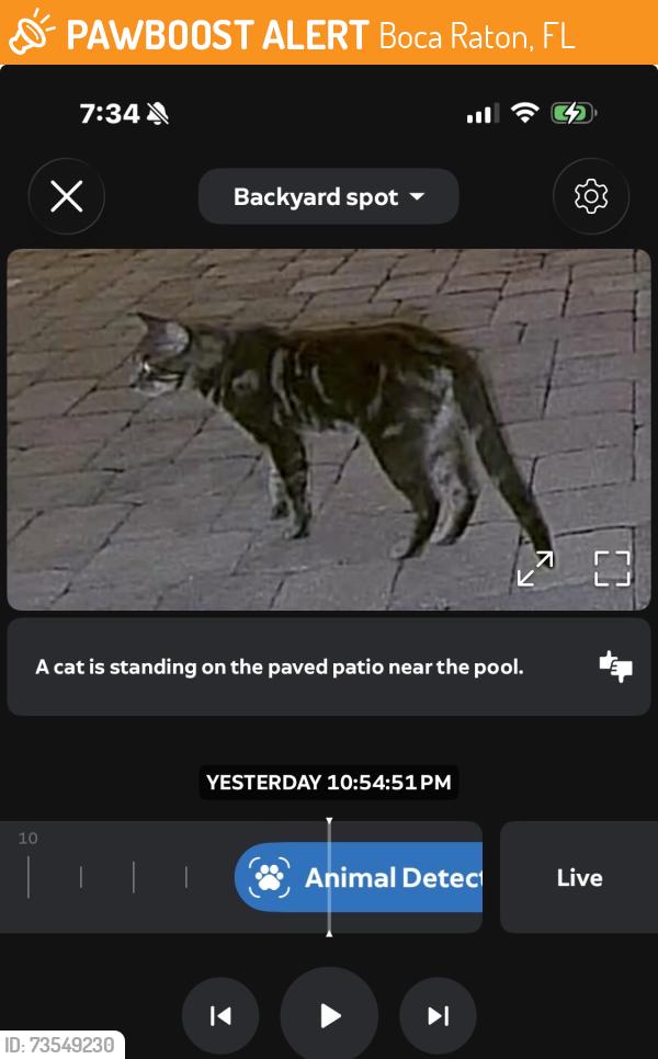 Found/Stray Unknown Cat last seen Palmetto park road, Boca Raton, FL 33486