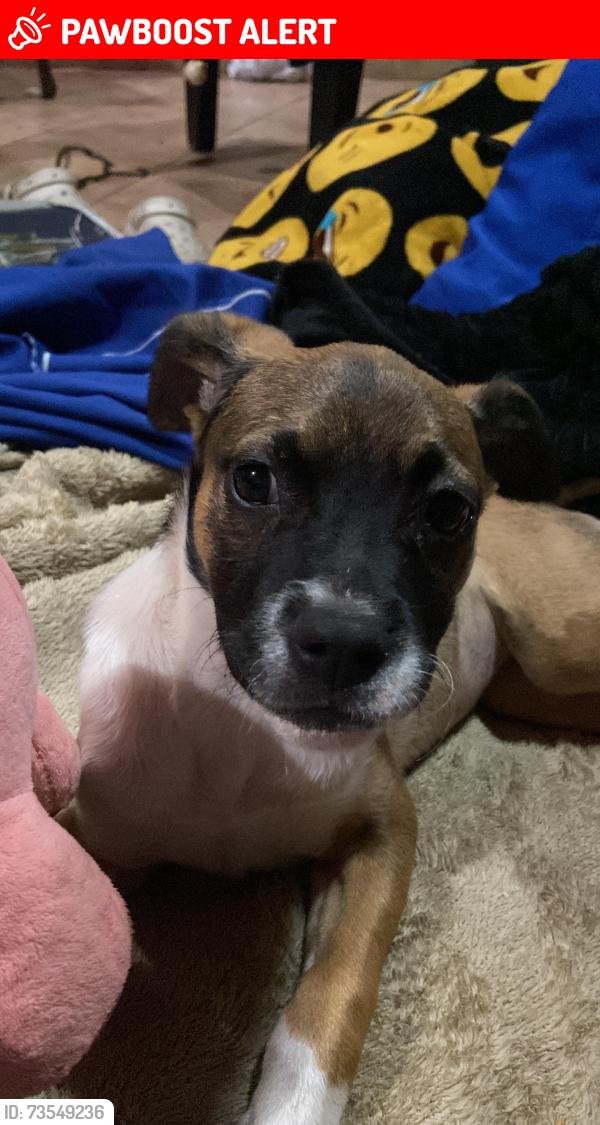 Lost Female Dog last seen Rua Leandro, Vila João Ramalho, Santo André, Vila João Ramalho, SP 09170-296