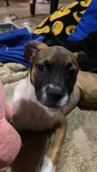 Lost Female Dog last seen Rua Leandro, Vila João Ramalho, Santo André, Vila João Ramalho, SP 09170-296