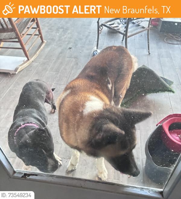 Found/Stray Unknown Dog last seen Near W Llein, New Braunfels, TX 78130