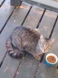 Found/Stray Unknown Cat last seen North Gate LSU, Baton Rouge, LA 70808
